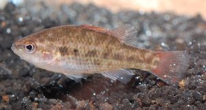 endangered freshwater fish