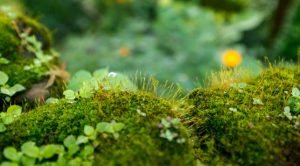 moss closeup